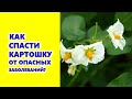 Как спасти картошку от опасных заболеваний?