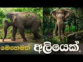 වන  අලියෙක්! 🐘 අමුතු දසුනක් . මෙහෙම දැක තිබෙනවාද?