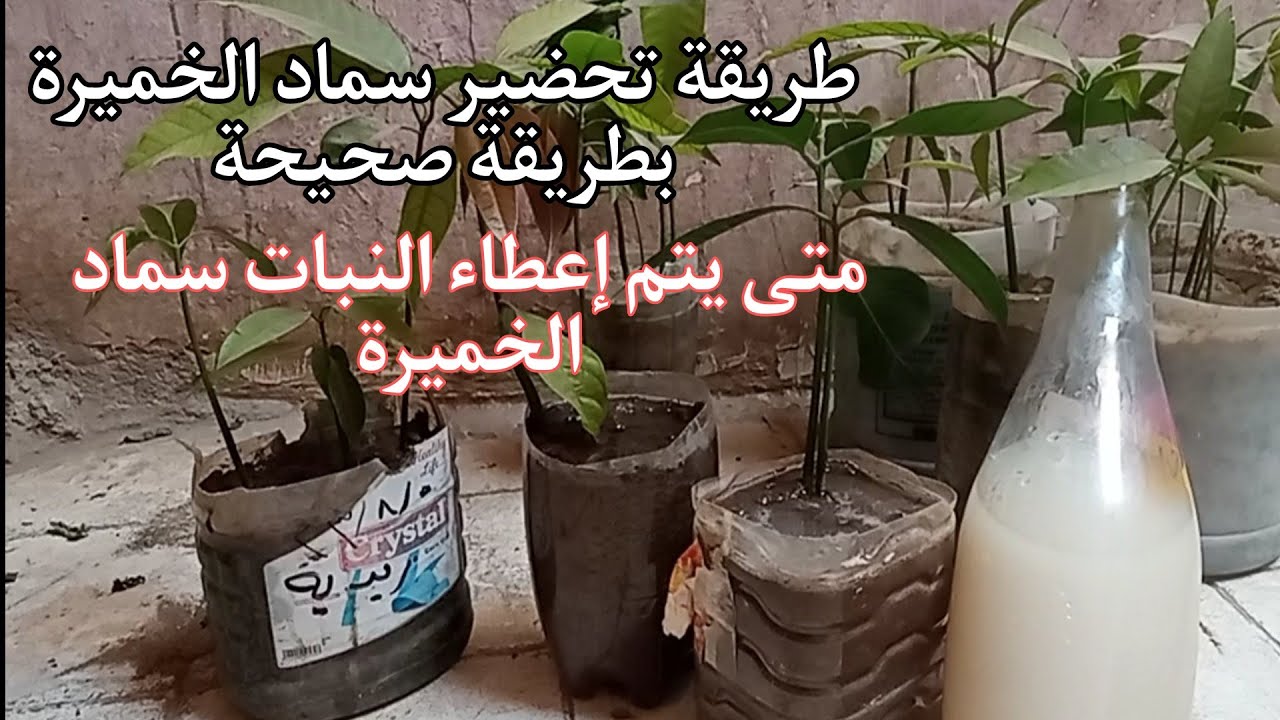 هل سماد الخميرة فعلا يسرع نمو النباتات  بدرجة كبيرة ولا كلة نصب