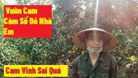 Thăm Vườn Cam Càm Sổ Đỏ Nhà Em Nào Các Bác I Nui Doi Luc Ngan 98
