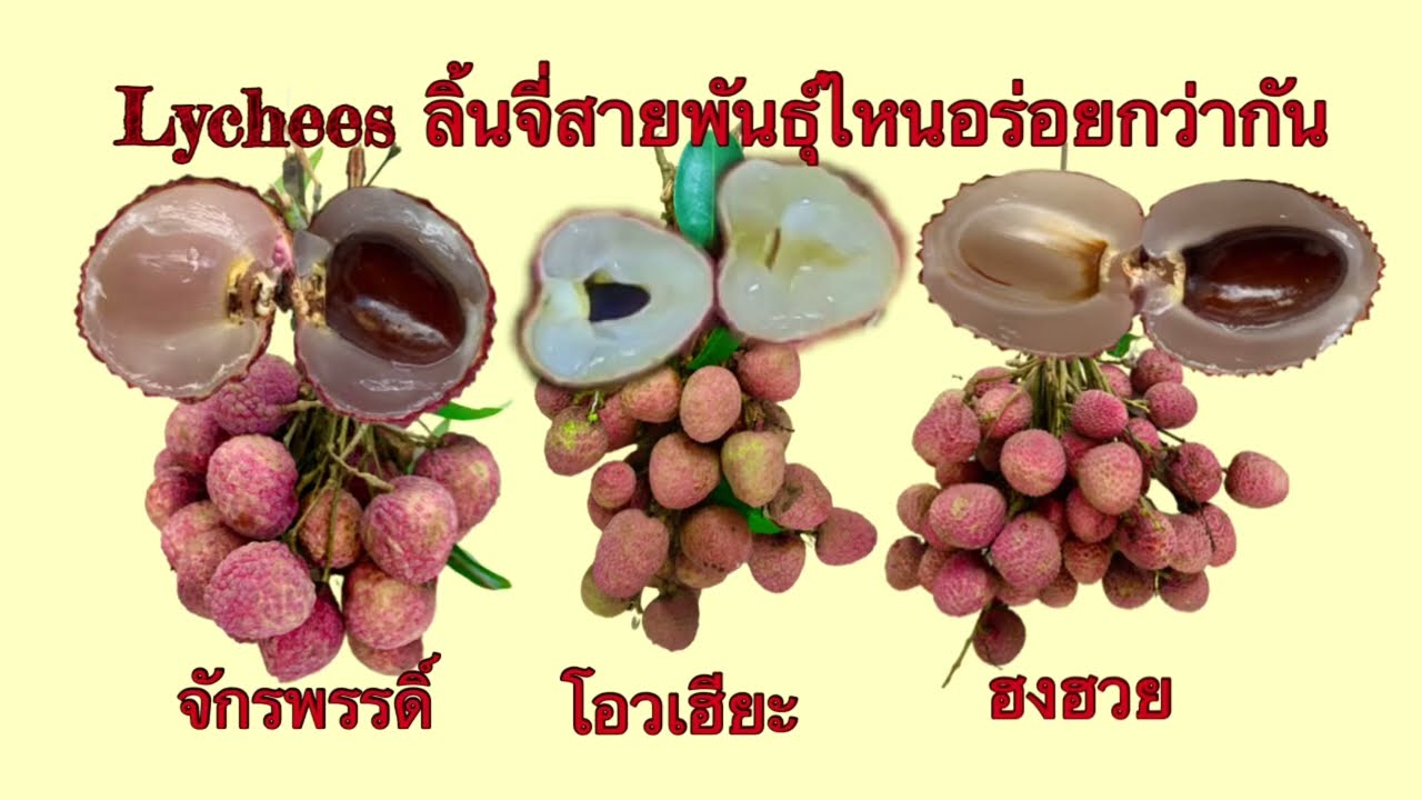 รีวิวลิ้นจี่พันธุ์อะไรดีสุด