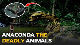 Anaconda dangerous snake|Anaconda Giants of the Amazon