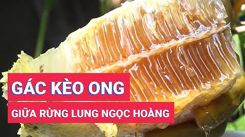 Những người gác kèo ong vừa giữ rừng ở Lung Ngọc Hoàng