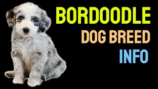 Bordoodle Dog Breed Information  The Ultimate Family Dog | Bordoodle Dogs 101