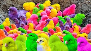 World Cute Chickens, Colorful Chickens, Rainbows Chickens, Cute Ducks, Cat, Rabbits,Cute Animals#308