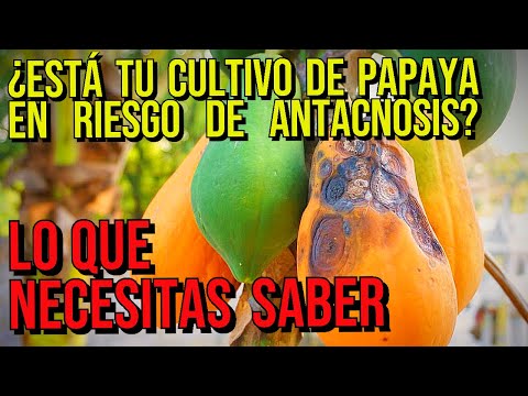 Video: Tratamiento de las papayas con antracnosis: cómo controlar la antracnosis en los árboles de papaya