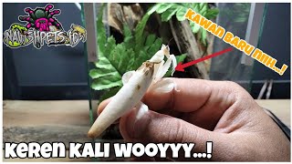 (UNBOXING) ALBINO PRAYING MANTIS - ORCHID/PRAYING MANTIS WITH VERY CUTE COLORS & SHAPE.....!