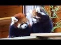 レッサーパンダの赤ちゃん 風太くんの双子の孫　千葉市動物公園