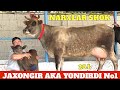 CHEMPION SIGIR VA BOʻGʻOZLAR NARXLAR BOMBA JAXONGIR AKA YONDIRDI ULGURIB QOLIN