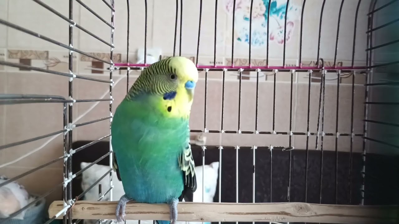 Muhabbet Kuşunuzu Mutlu ve Sevgi Dolu Hissettirecek Ötüş Sesleri! 🐦🎶