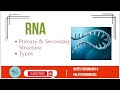 RNA Structure and Function Quiz