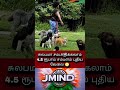 Dog Walker in Maharashtra Earns ₹4.5 Lakh/Month, More Than His MBA Brother | Shocking Success Story