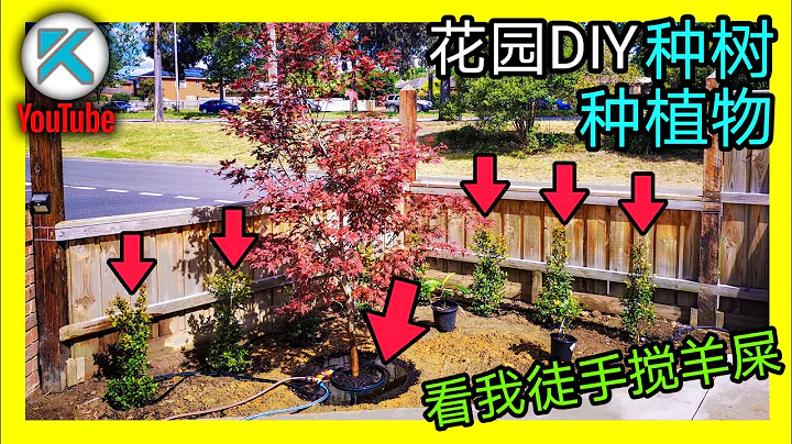 DIY种树栽树，1棵日本红枫，1棵茶花，14棵澳洲赤楠。在家里院子种花种植物全流程。 KENDI DIY - 天天要闻