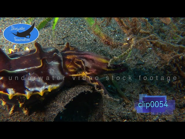 0054_Flamboyant cuttlefish feeding close up. HD Underwater Royalty Free stock Footage.