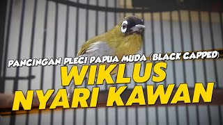 PLECI PAPUA NGERIWIK HALUS (WIKLUS) MANGGIL TEMAN