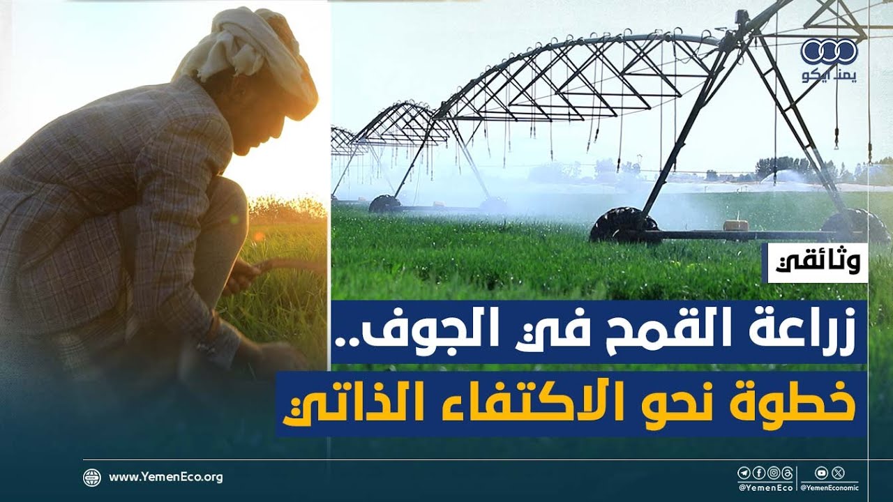وثائقي: زراعة القمح في محافظة الجوف.. هل يتجه اليمن نحو الاكتفاء الذاتي؟