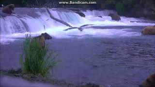 Bears at Falls Katmai National Park Alaska at Brooks Falls