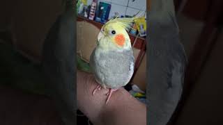 💪Fidelitto in mano! 🦜💚🤍♥️ #pappagallo #uccelli #cockatiel