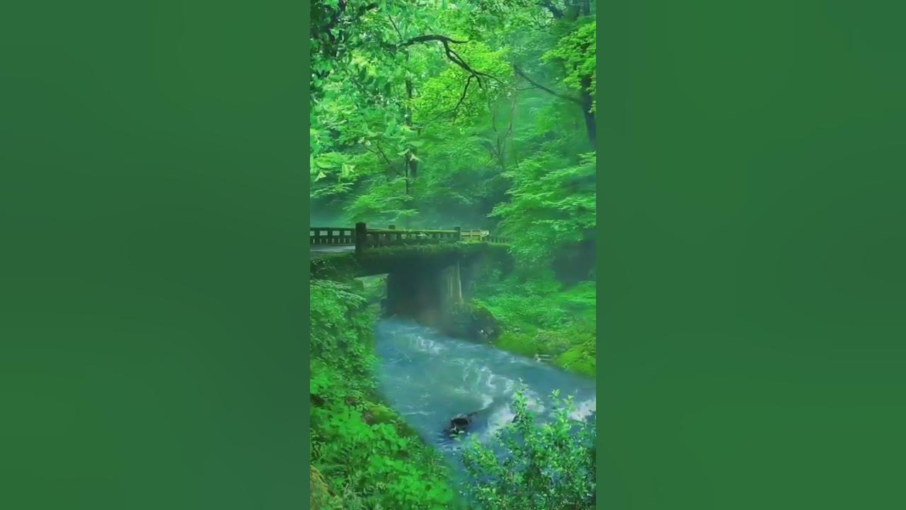 Beautiful Forest and bird sounds | Relaxing Piano Music | Mind, Body & Soul | Cozi