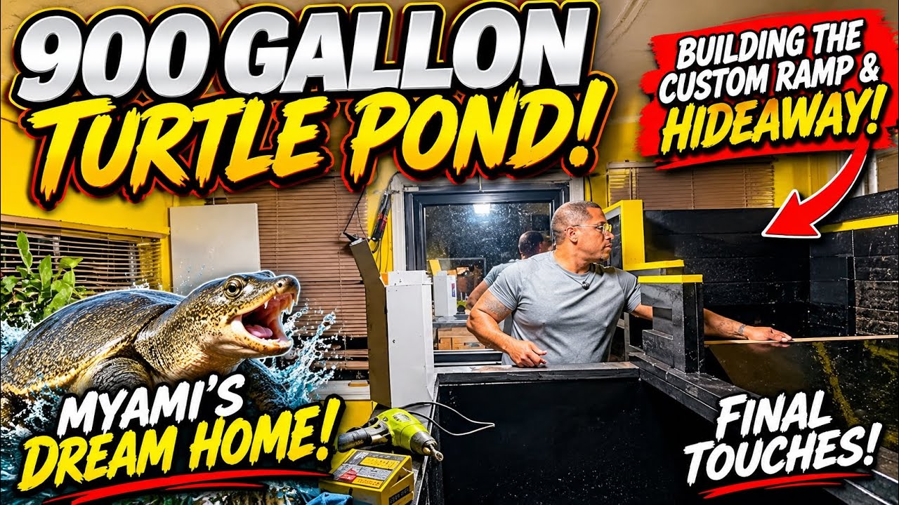 UILDING A CUSTOM RAMP & HIDEAWAY FOR MY 900 GALLON TURTLE POND!! 😱🐢�