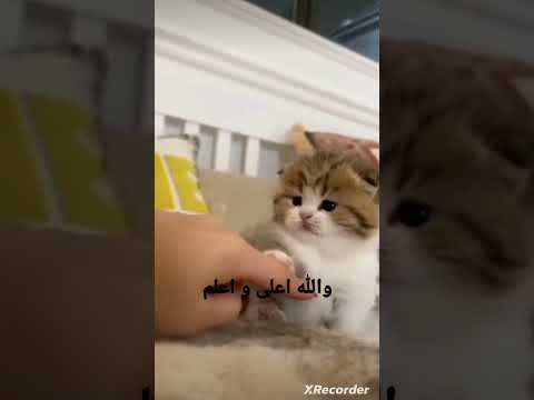 هل القطط نجس قول رسول الله صلى الله عليه وسلم رسول الله