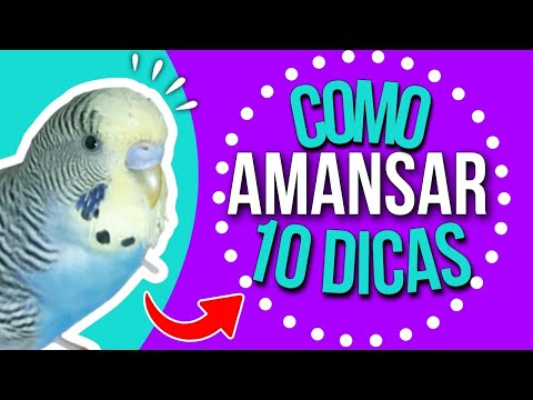 Vídeo: 3 maneiras de atrair a atenção dos pássaros