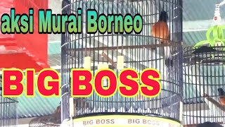 Aksi Murai Borneo BIG BOSS di event latpres gantangan GHO