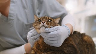 Can adenovirus be transferred between humans and cats?