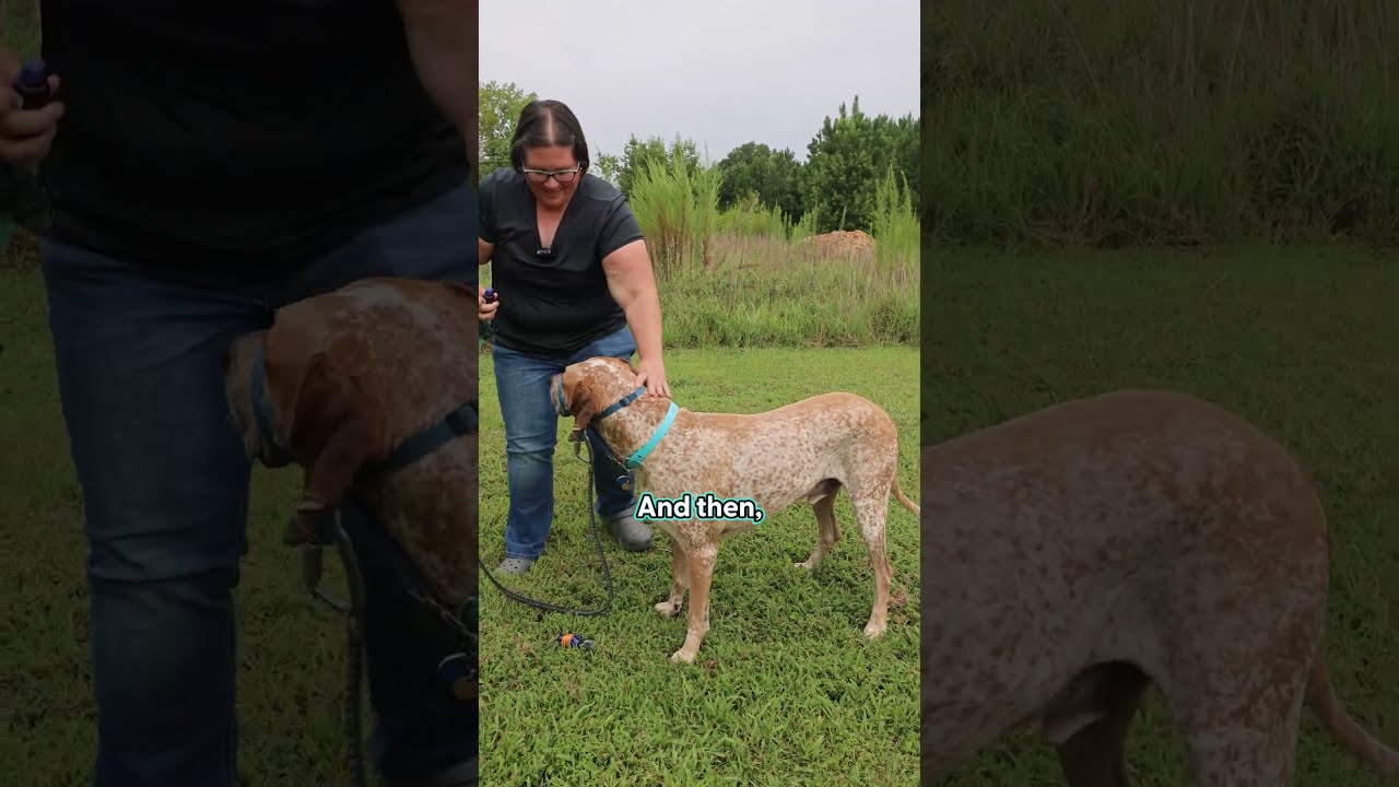 What Does One Use For A Small Horse I Mean Dog Who Investigates Areas Where Ticks Love To Hide 