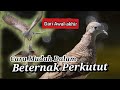 Cara ternak Perkutut untuk Pemula, agar Cepat Bertelur