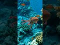 Octopus Name English&amp;bengali #shortvideo #viral #viralshorts #trandingshorts #kidslearning #shorts