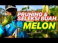 Pruning dan seleksi buah melon