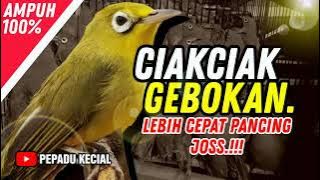 Ciak Ciak Kecial Kuning Gebokan Lebih Cepat Pancing Joss‼️| PEPADU KECIAL