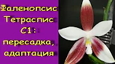 Орхидеи,узамба́рские фиалки,Самара🌺