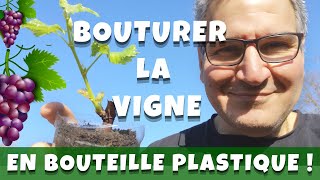 Bouturer la vigne en bouteille plastique