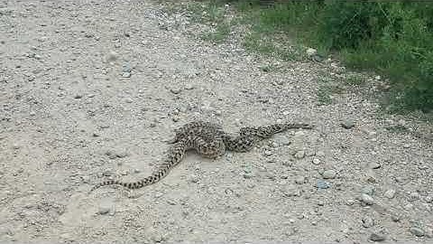 Gopher snake (Pituophis catenifer) performing a ritualized courtship/mating dance.