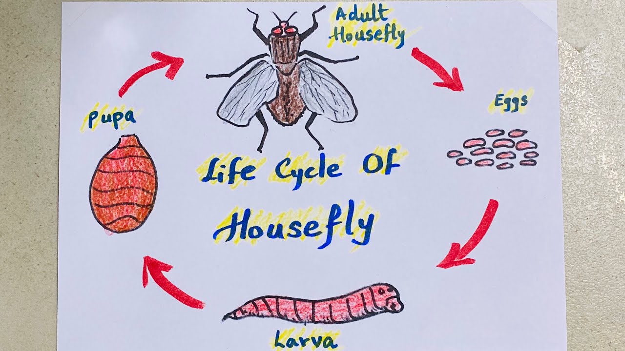 Life Cycle Of A Fly Drawing