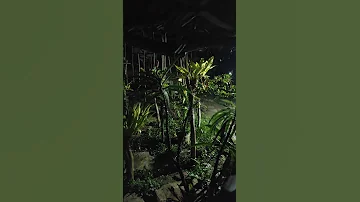 MAY WAKWAK 