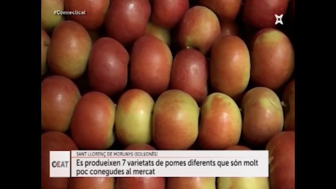 Connecti.cat - Les pomes de muntanya Biolord al Solsonès vice movie