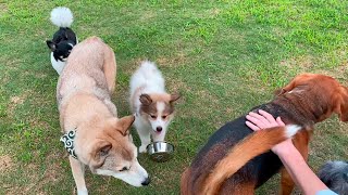 【初めてのドッグラン】元野犬の妹にお手本を見せつつ見守る優しい兄犬