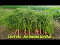 How To Grow Carrots At Home Very Simple, Every Season Has Clean Carrots To Eat