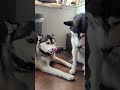 2 HUSKYs traviesos: ¿Se aman o se odian?