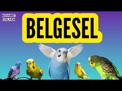 KUŞ TÜYLERİNİN RENGİ NASIL OLUŞUR ? (BELGESEL 1) #belgesel #tüybelgeseli #muhabbetkuşu