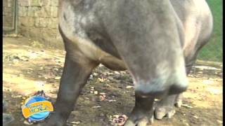 Nicaraguan tapir