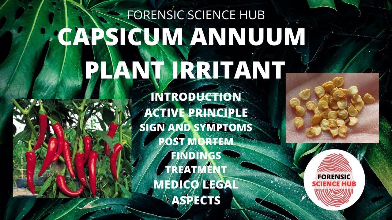Capsicum annuum Plant irritant UGC NET forensic science notes YouTube