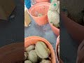 ทุเรียนเจ๊ดา🤤 #ทุเรียน #เจ๊ดาผลไม้ซิ่ง #streetfood