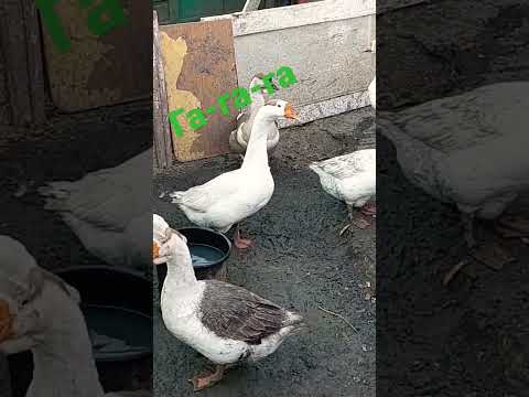 #гуси#гусь#goose#animals#животные#top#tiktok#love#art#любимая#любовь#дача#дом#домашниеживотные#ttf#