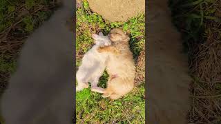 Cute Puppy And Bunny Sleeping Together#Cute