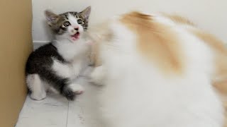 The Rescued Kitten Teased His Older Brother Cat Too Much. And Then... │ Episode.27