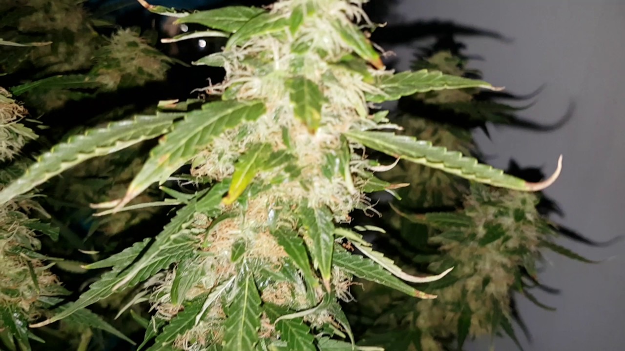 Jock horror auto day 83